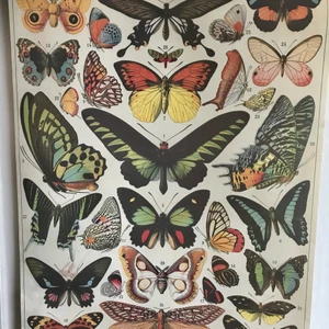 Poster - Fin poster med fjärilar, 50x70 cm