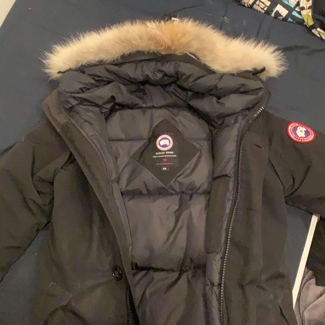 Canada goose