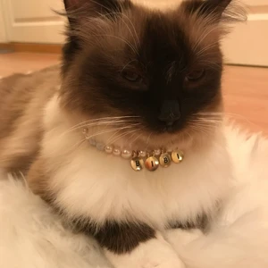 Katthalsband  - Jättefina katthalsband i olika färger och mes bokstäver. 💖🐱