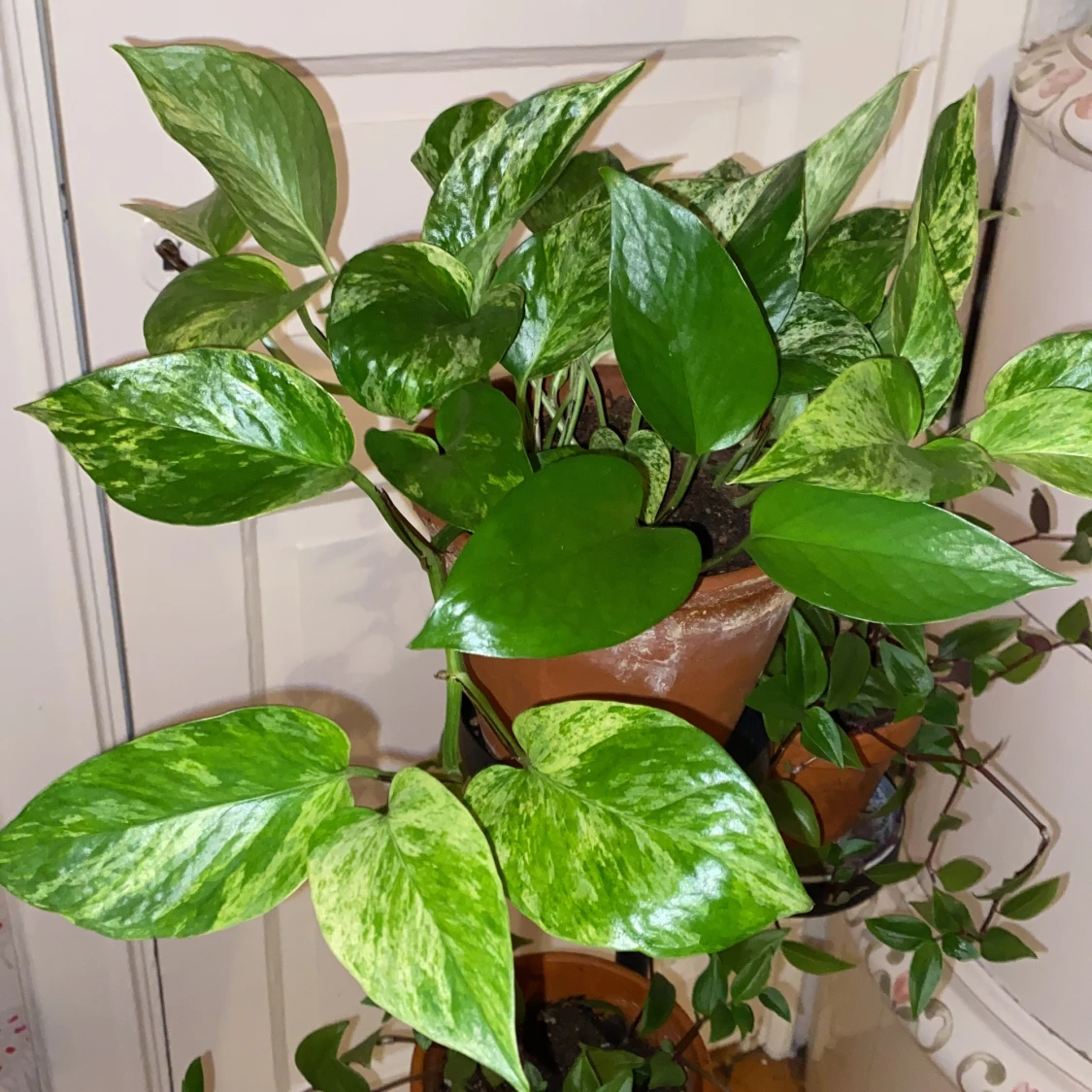 Sticklingar av mina växter!! - 90