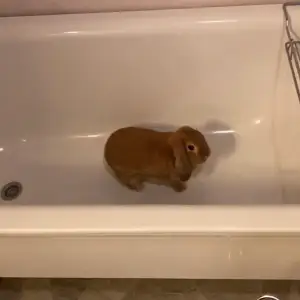 Säljer badkar med kanin