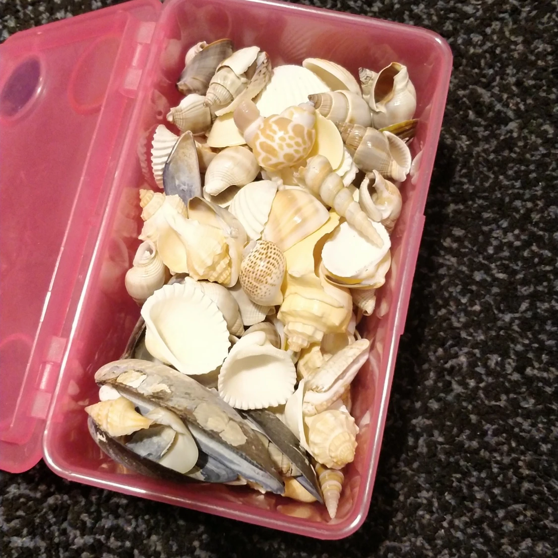 Äkta snäckor från Usa