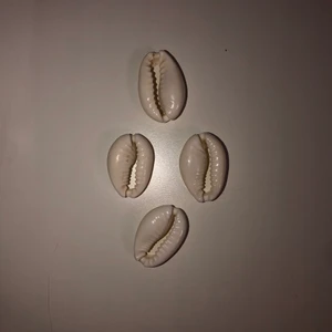 Snäckor💗😯 - Endast en färg💗😯