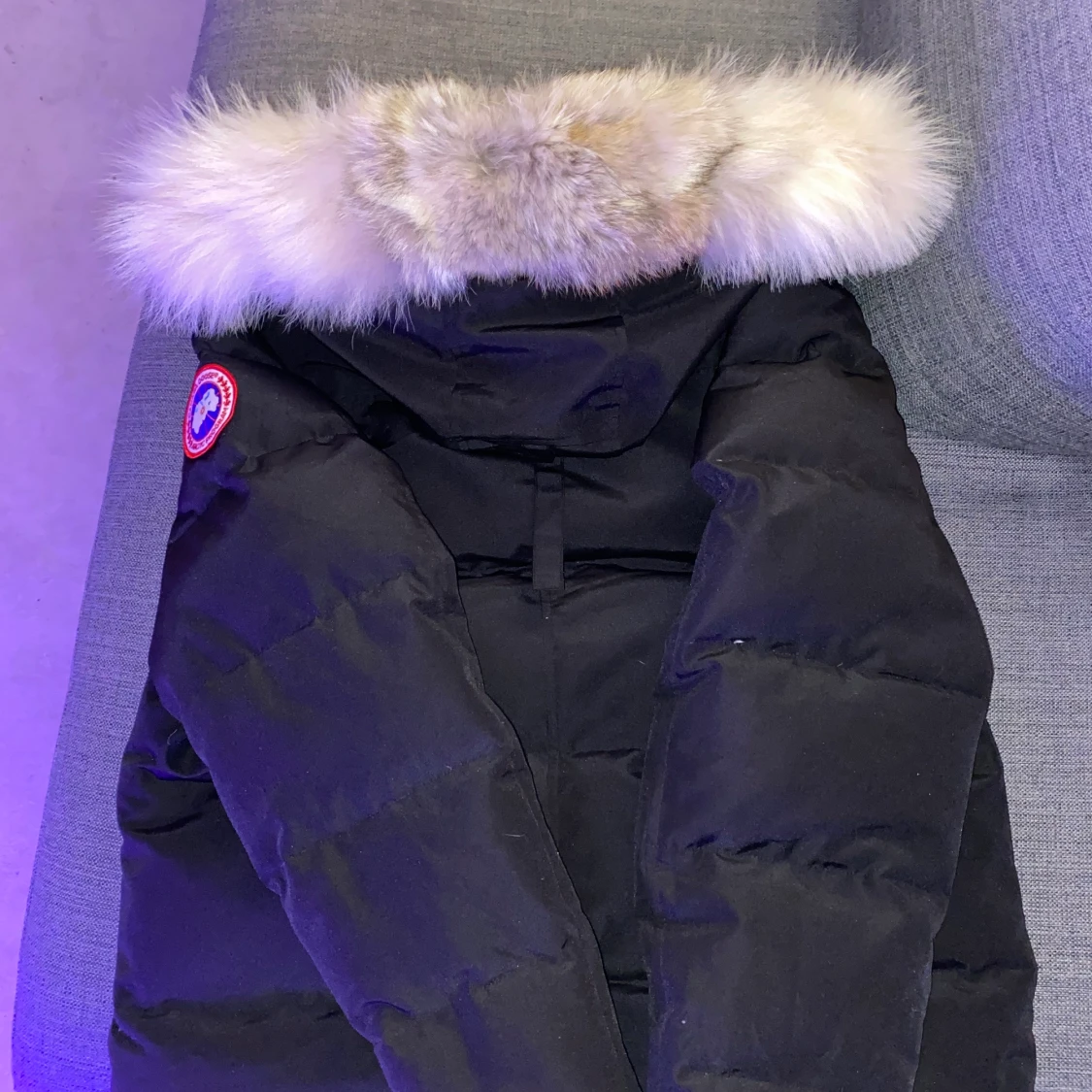 Canada goose - 90