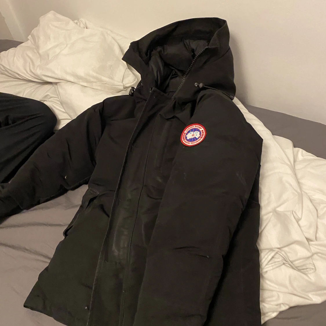 Canada goose - 90