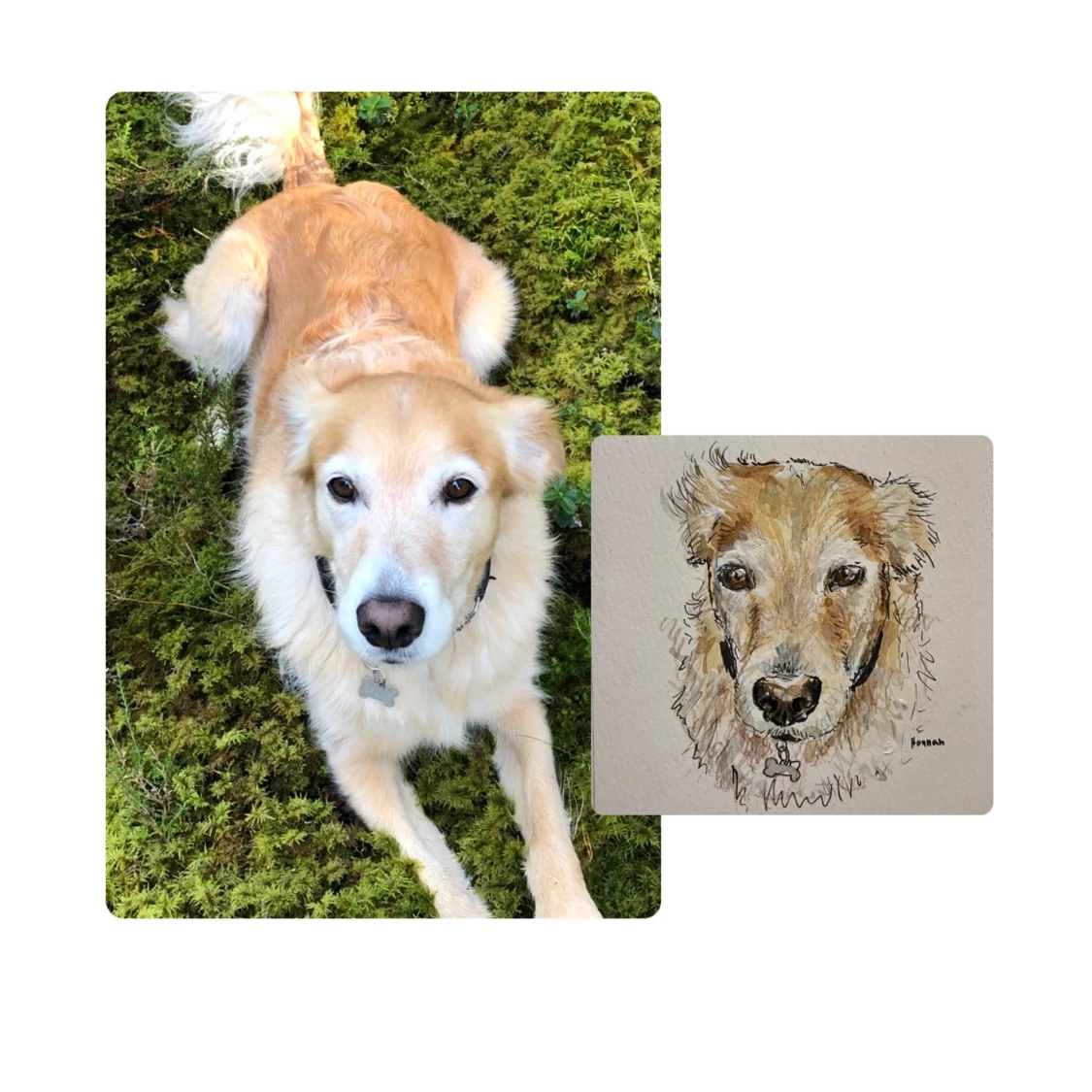 Husdjursporträtt - 91