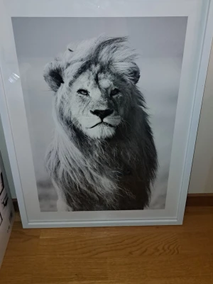 Svartvit lejonposter med ram - Stilren svartvit poster med motiv av ett lejon i närbild. Postern är inramad i en vit ram som ger en modern känsla och passar perfekt som väggdekoration i hemmet. Motivet är detaljerat och ger ett kraftfullt intryck i rummet.
