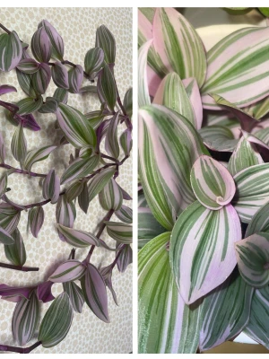 Tradescantia Nanouk med variegerade blad - En stickling (rotad) av Tradescantia Nanouk med variegerade blad av rosa vit och grön, Växten ger ett färgstarkt intryck och är lättskött. 