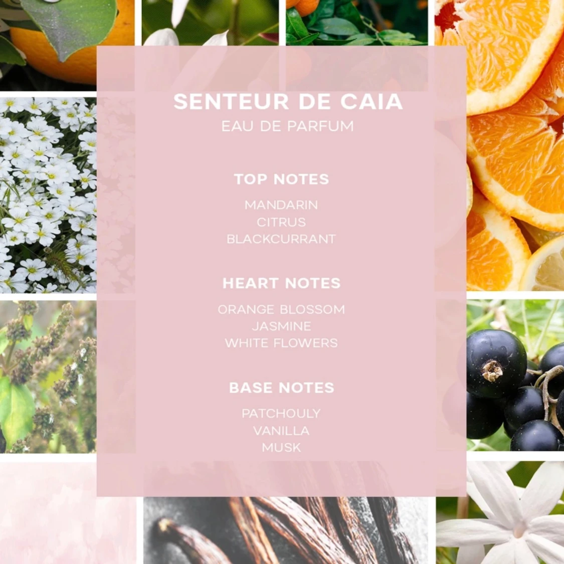 Senteur de caia  - 91