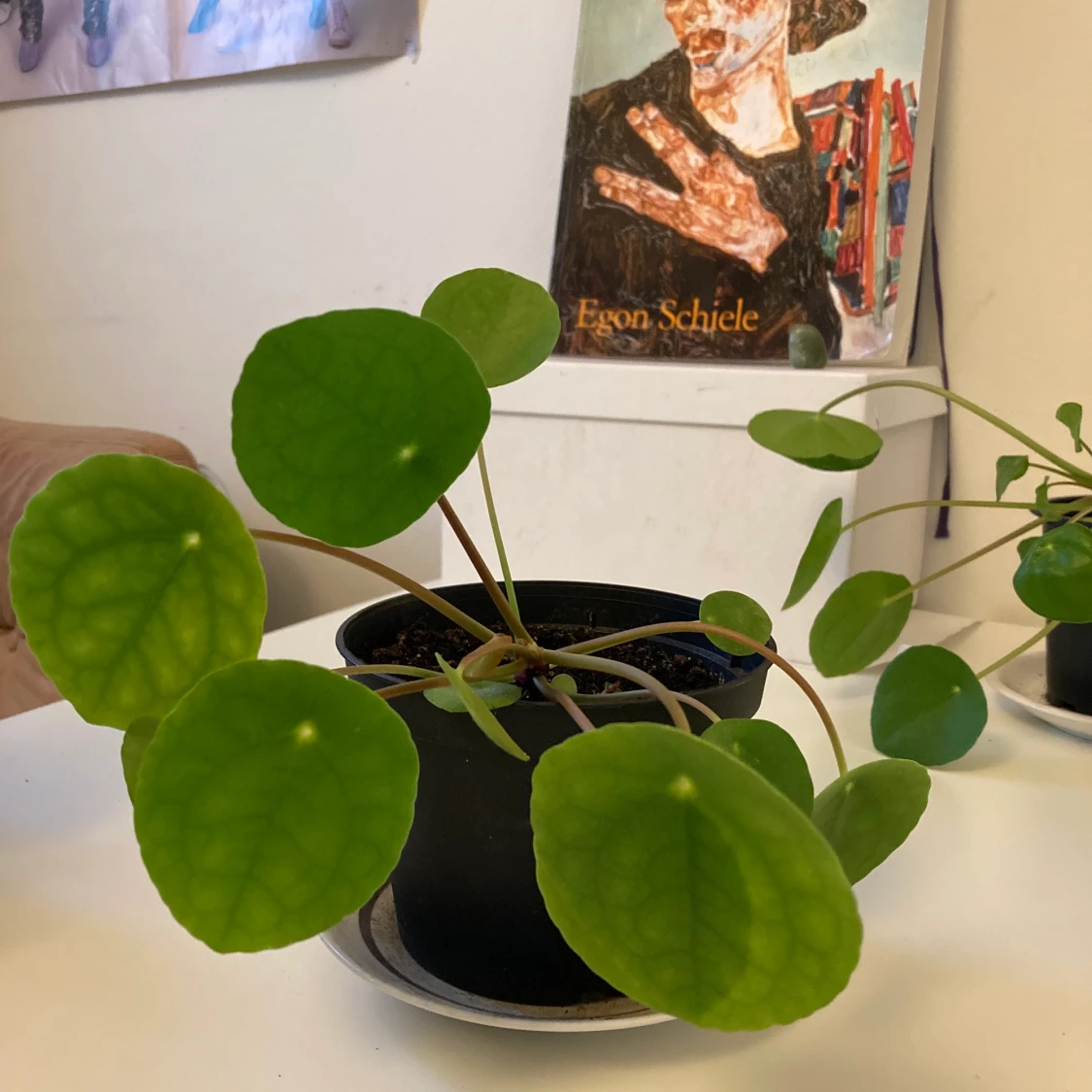 Krukväxter🌱