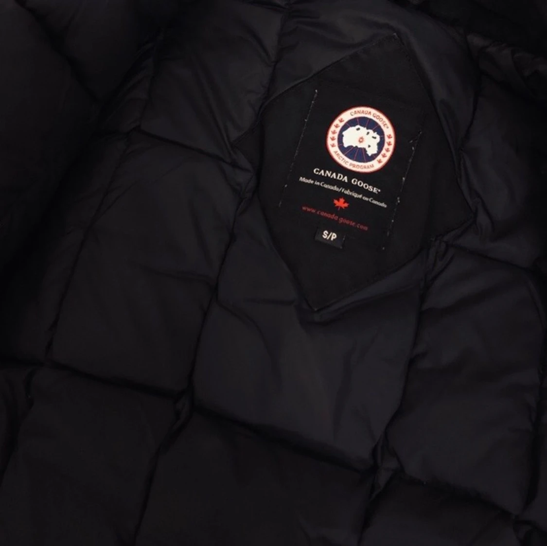 Canada goose  - 91
