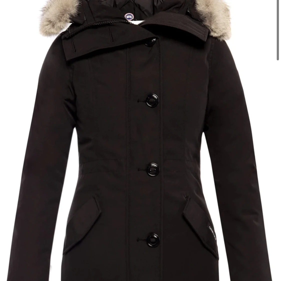 Canada goose Rossclair 