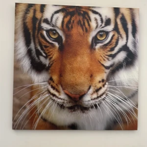 Tavla  - Säljer en jätte fin tiger tavla i bra skick 