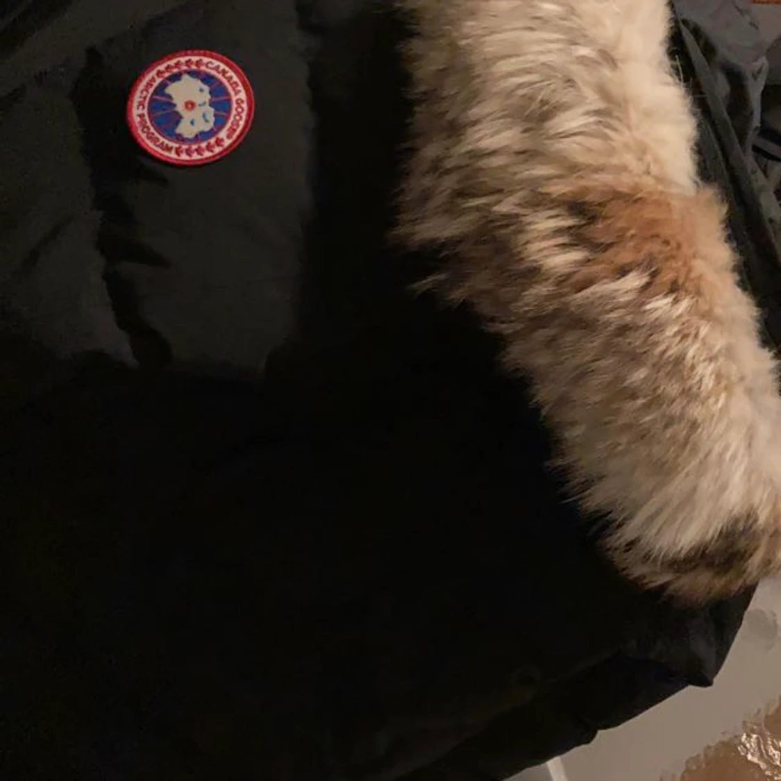 Canada Goose  - 91
