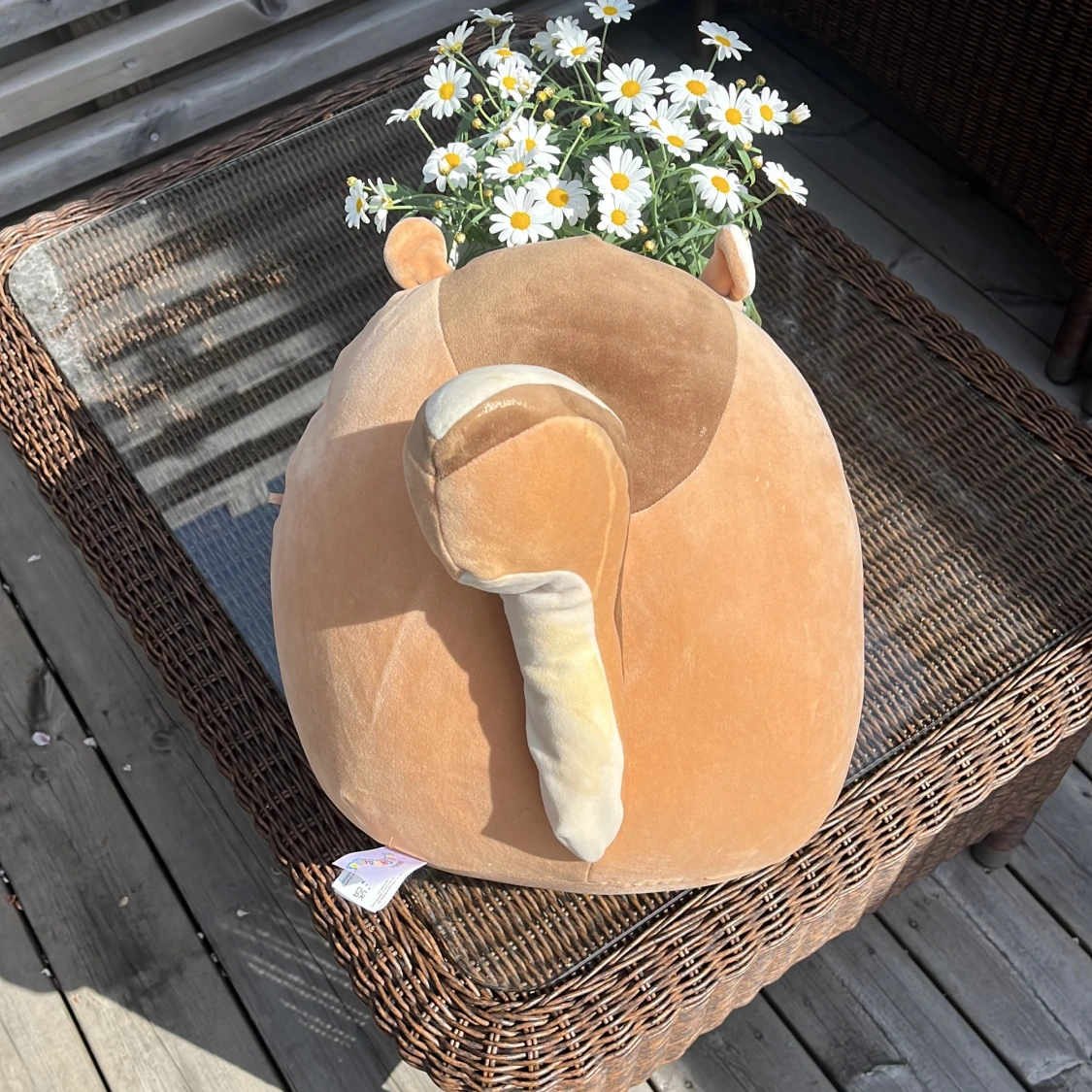 Stor ekorrformad mjukisdyna - 1