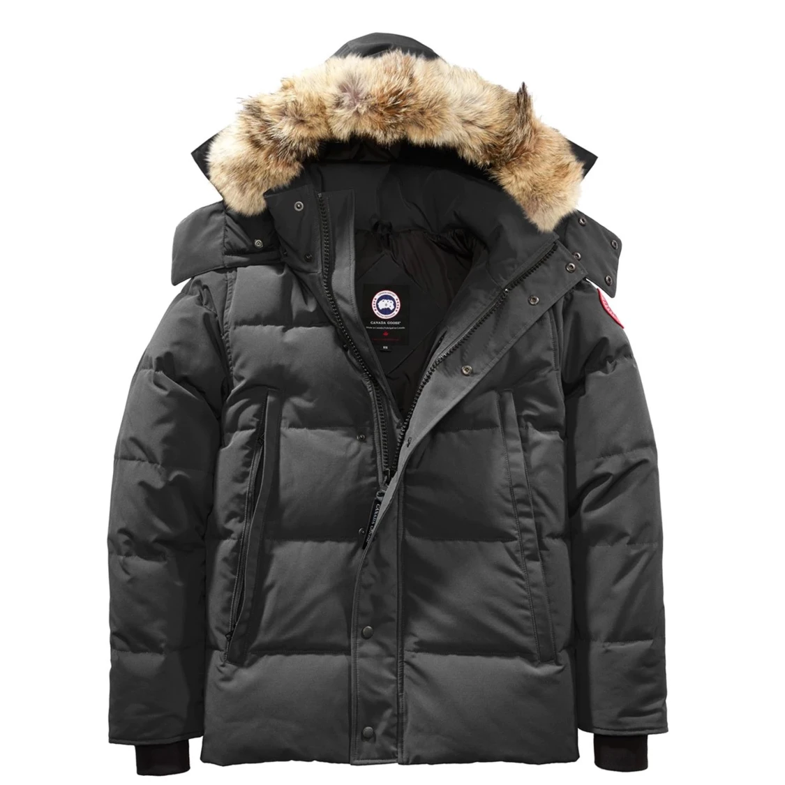 Canada goose