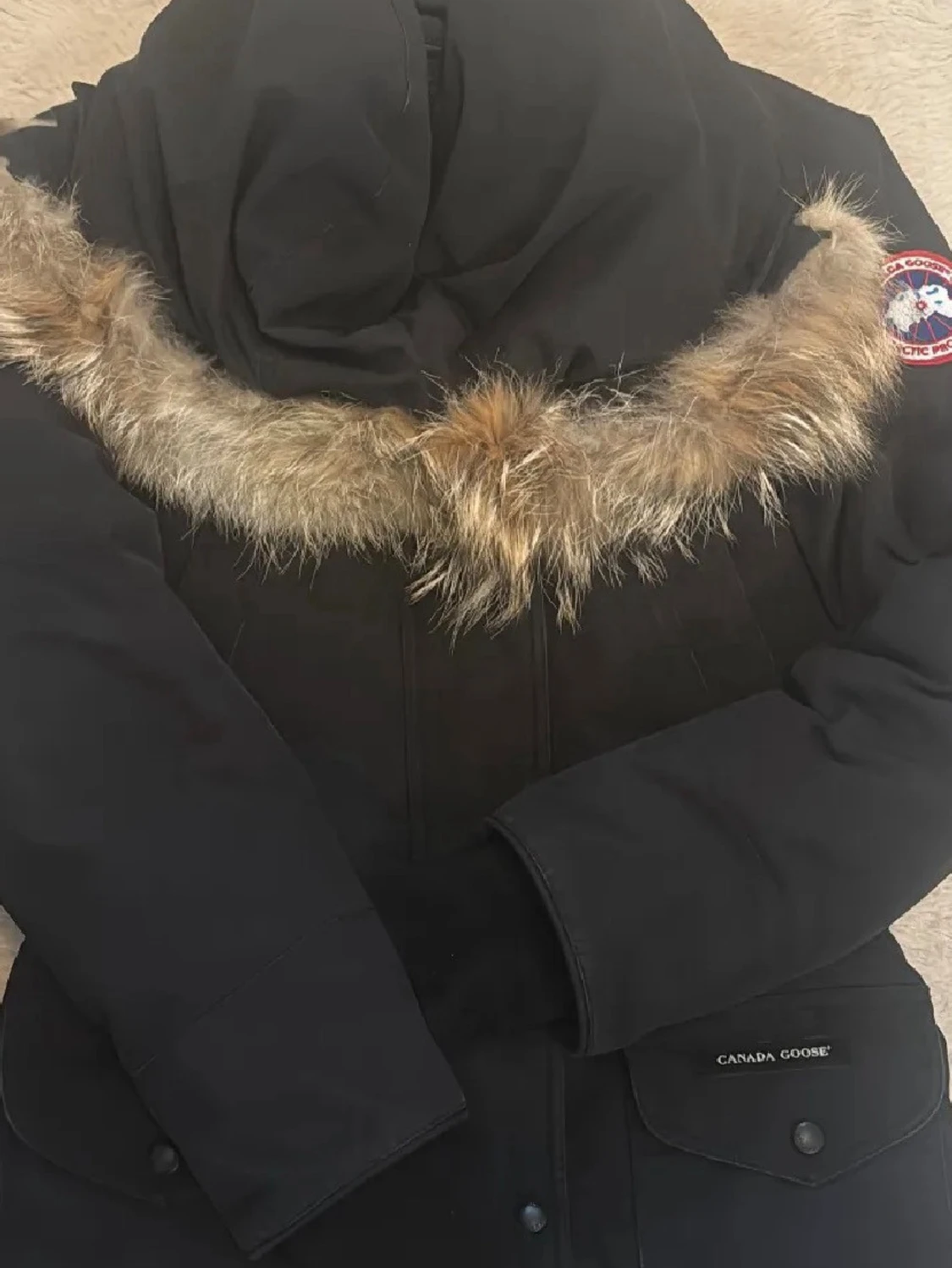 Canada goose  - 2