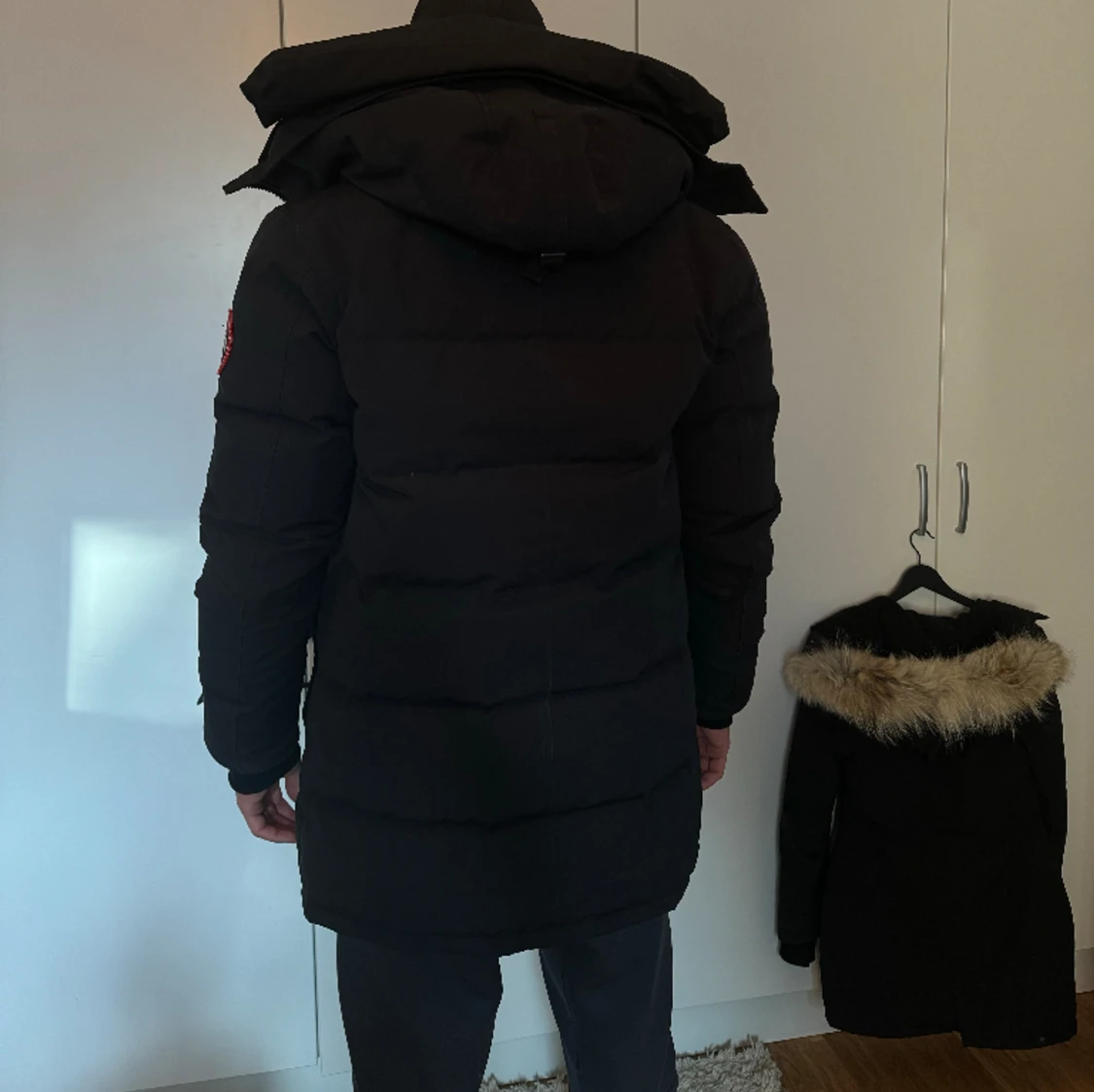 Canada goose  - 90
