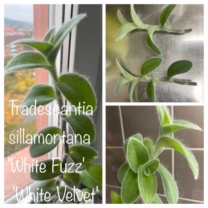Ulliga Ulla, Tradescantia sillamontana - Ampelväxt  Hängande växt Tradescantia sillamontana, Ulliga Ulla En stickling (rotad eller orotad) för 55 kr plus porto Väldigt snabbväxande, tacksam växt  Som klarar sol och skugga, torr och blött   Skickar på måndagar och tisdagar inom