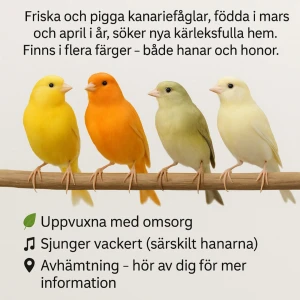 Friska och pigga kanariefåglar - Färgglada kanariefåglar födda i mars och april söker nya hem! Finns i flera färger, både hanar och honor. Uppvuxna med omsorg och sjunger vackert, särskilt hanarna. Perfekt för dig som vill ha en livlig och musikalisk vän. För mer info ring 0704522601 eller 076 703 23 54