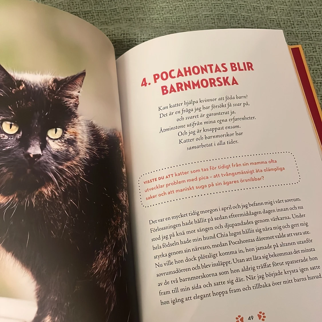 Katt och människa emellan - 3