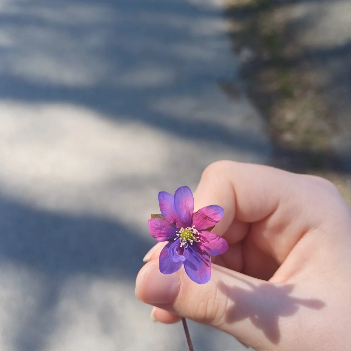 En sällsynt blomma - 90