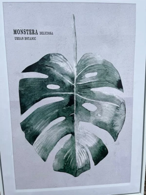 Monstera Deliciosa poster - Snygg poster med motiv av ett Monstera Deliciosa-blad i gröna nyanser. Tryckt text i svart uppe till vänster. Perfekt som väggdekoration för att ge rummet en fräsch och botanisk känsla.