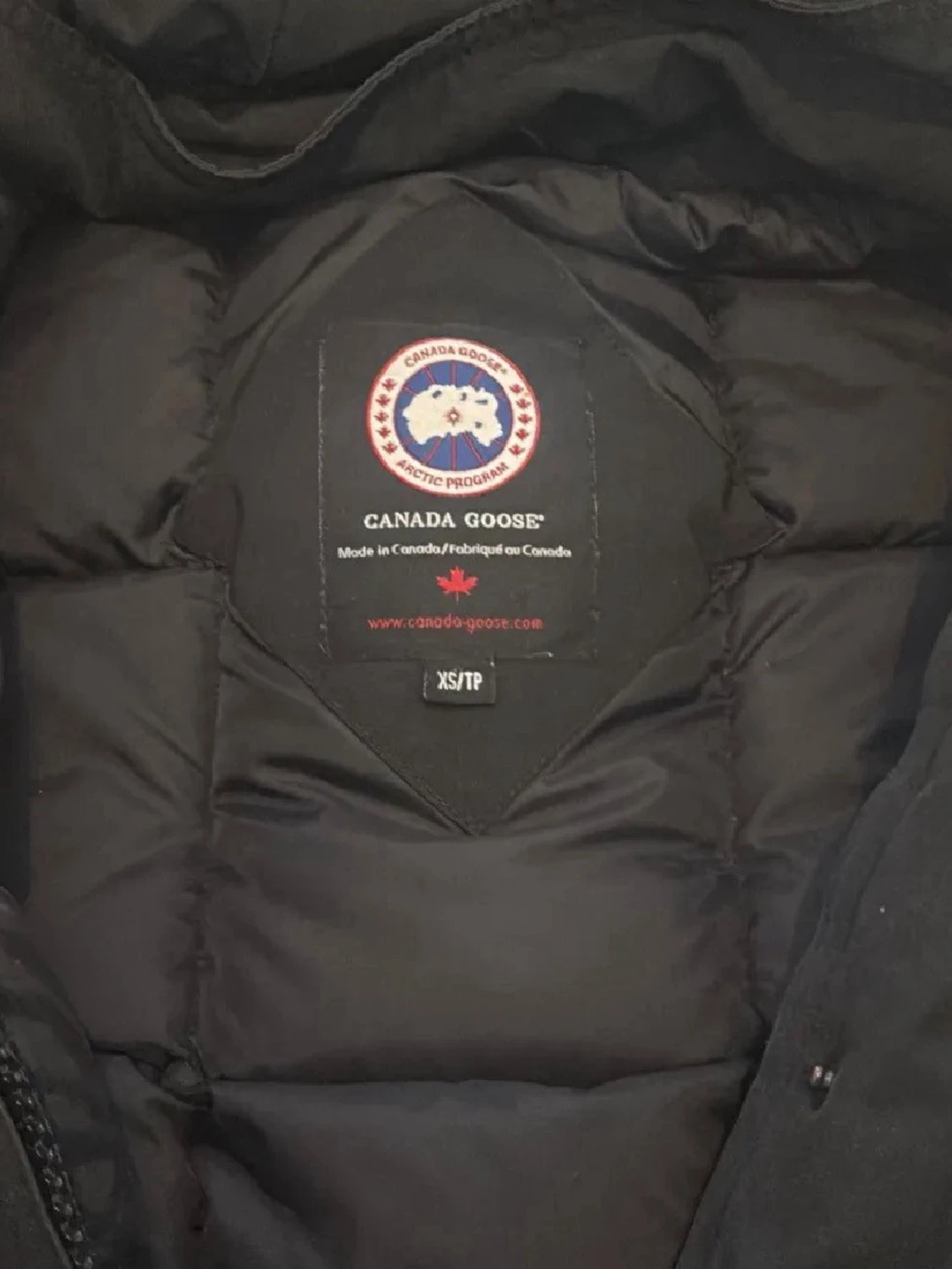 Canada goose  - 3