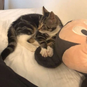 Levi jeans 715 bootcut - Säljer för att de är för små. Har själv bara provat dem, köpte dem second hand, men de är i jättebra kondotion. Köpte för 125 kr. Storlek 25 (jag brukar ha s/m på byxor). Tar bara swish