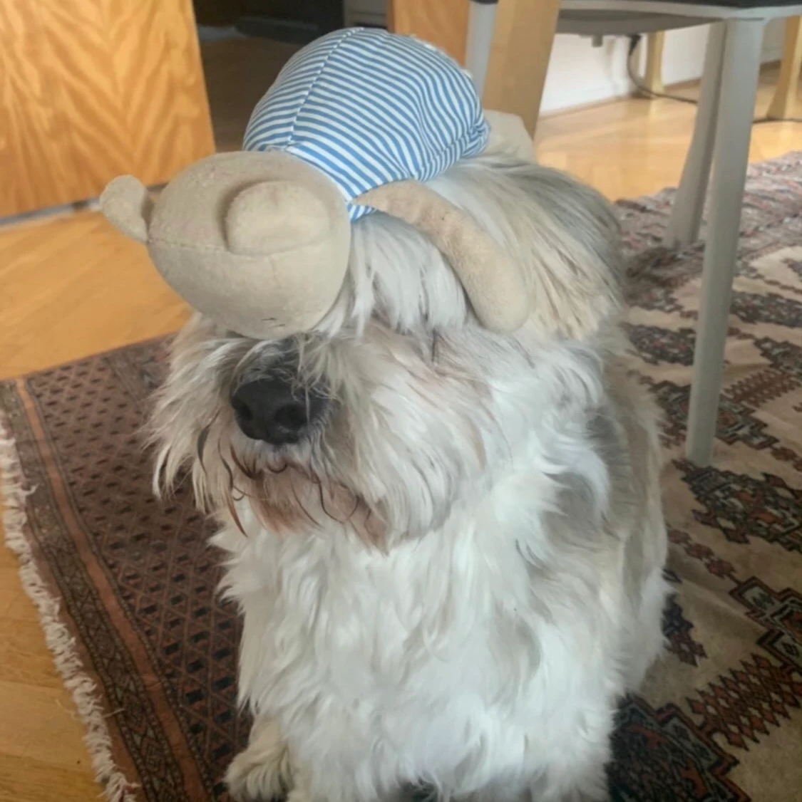 Adopt a dog for 5-10months