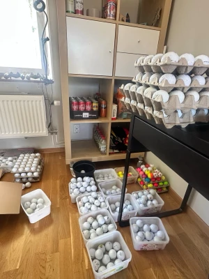 GOLFBOLLAR! - Säljer mängder av olika golfbollar. Olika märken till olika pris, vita som färgade. Hör av dig om du är sugen så löser vi ett bra pris ⛳️.                                                           OBS: Köp ej denna annons‼️