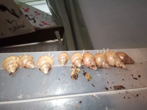 Achatina fulica jättesnäckor - Achatina fulica bebisar till salu 