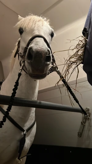 hamburgare  - han är snäll o bits inte 