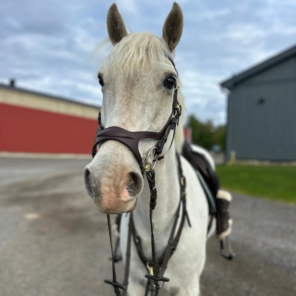 Brunt dyón träns tillsalu