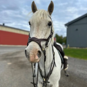 Brunt dyón träns tillsalu - Brunt dyón träns modell X-fit i storlek ponny med mässing detaljer, använt endast när jag hoppat, köpt i februari 2025, nypris 3895kr mitt pris 2500kr då de är i väldigt fint skick inprincip nytt då de endast är använt ca 20 gånger. Säljes pga att jag inte har kvar hästen nå mer😁