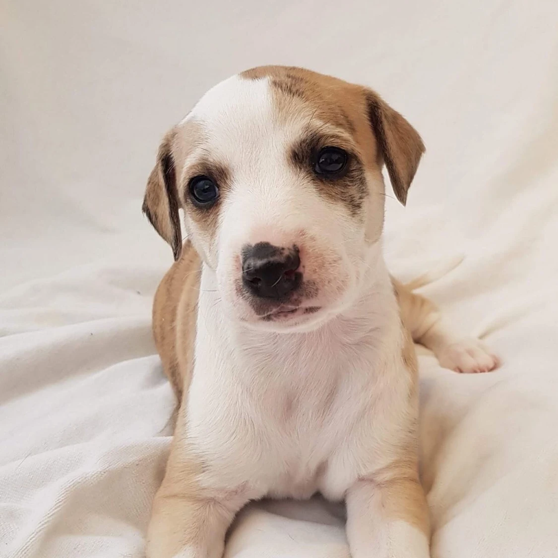 Hej säljer 2 fina hundar  - 91