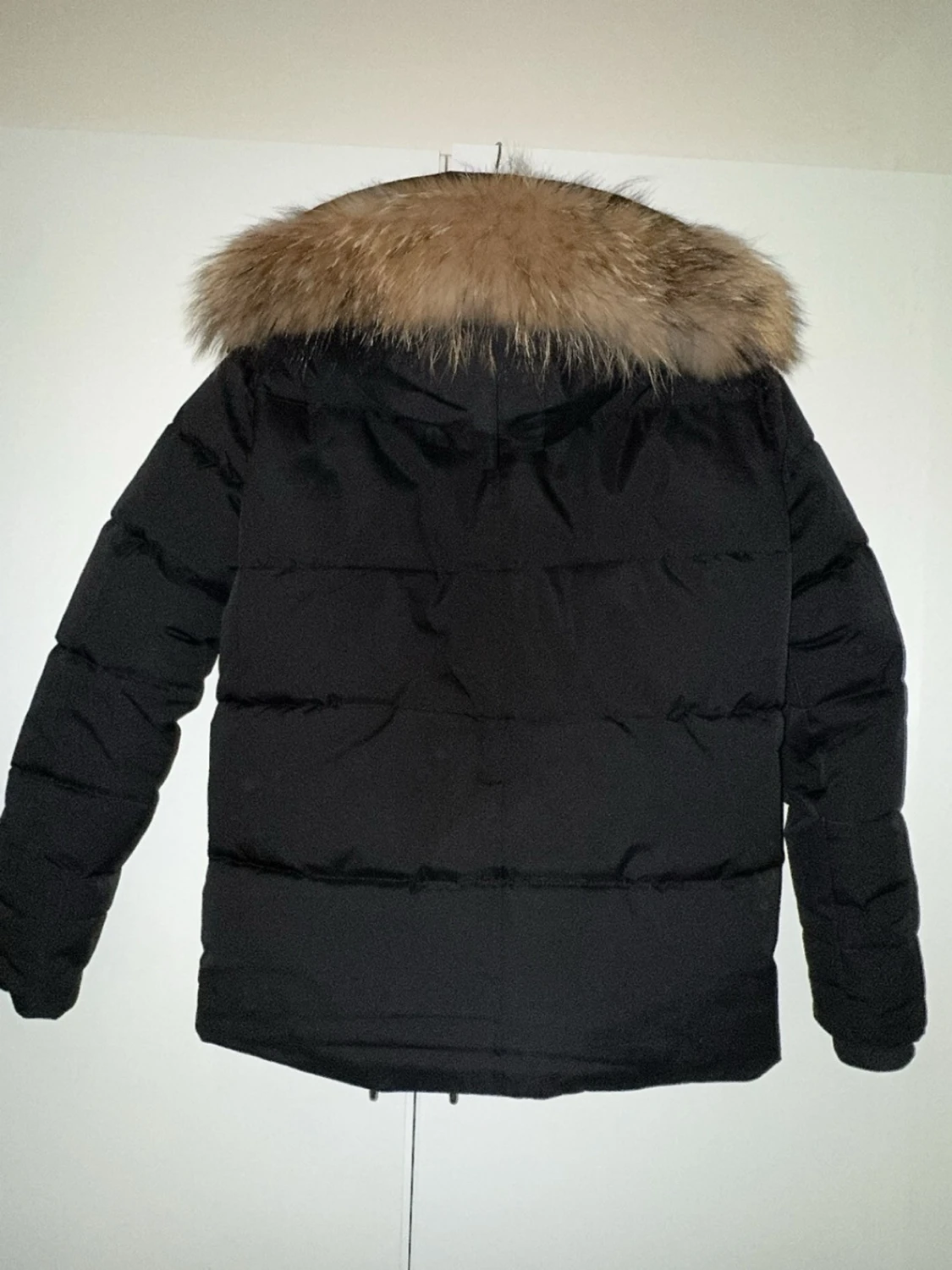Canada goose  - 1