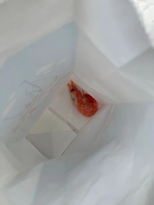 helt ny räka i toppskick - köpt för 5 minuter sedan på ica supermarket, den är helt ny och jag har till och med kvar kvitto. välj insta box för snabbast leverans