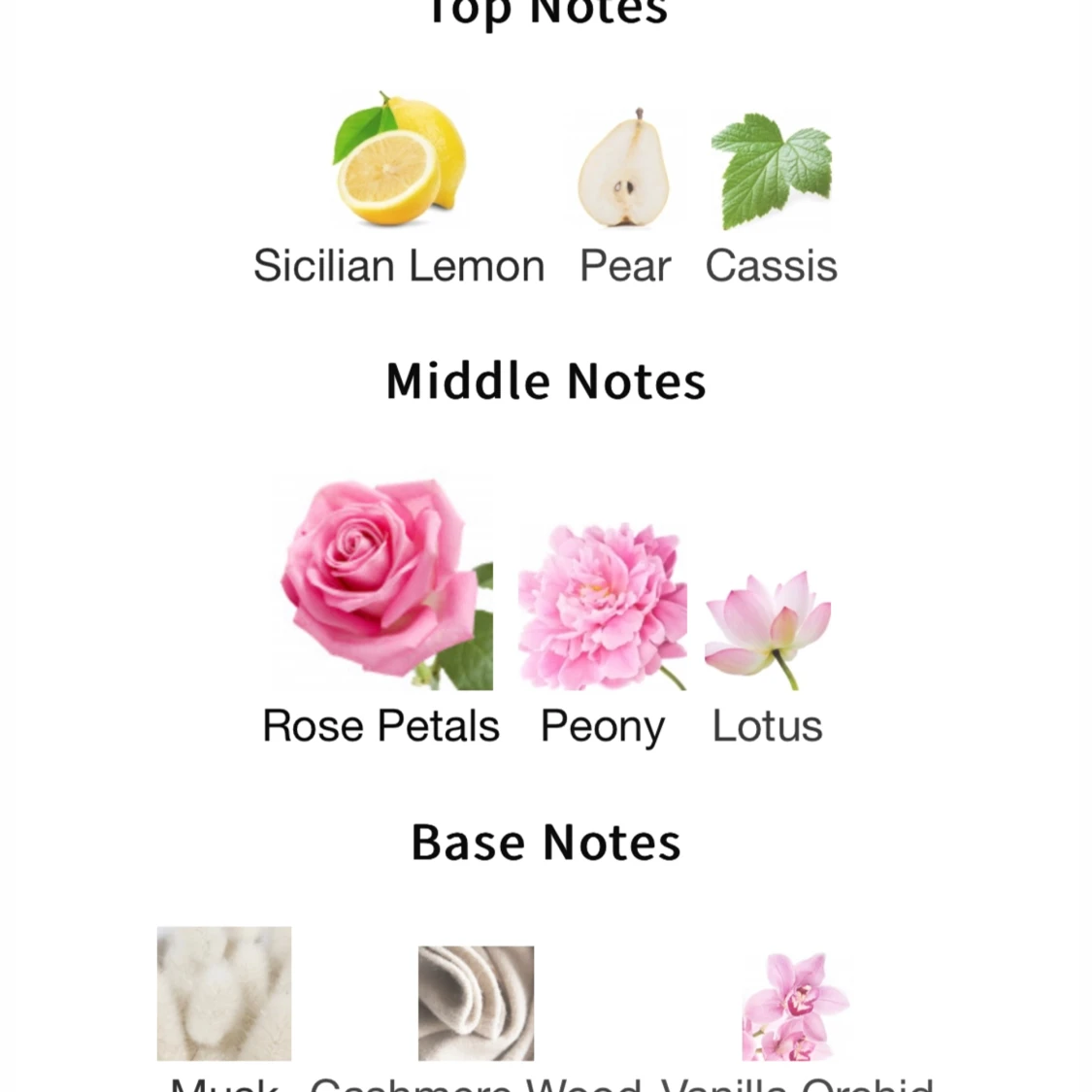 Ellis Brooklyn - Rrose  - 91