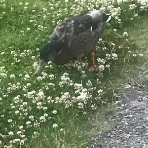 Anka - Kan göra tricks t.ex sitt och skaka hand. Gillar:chips