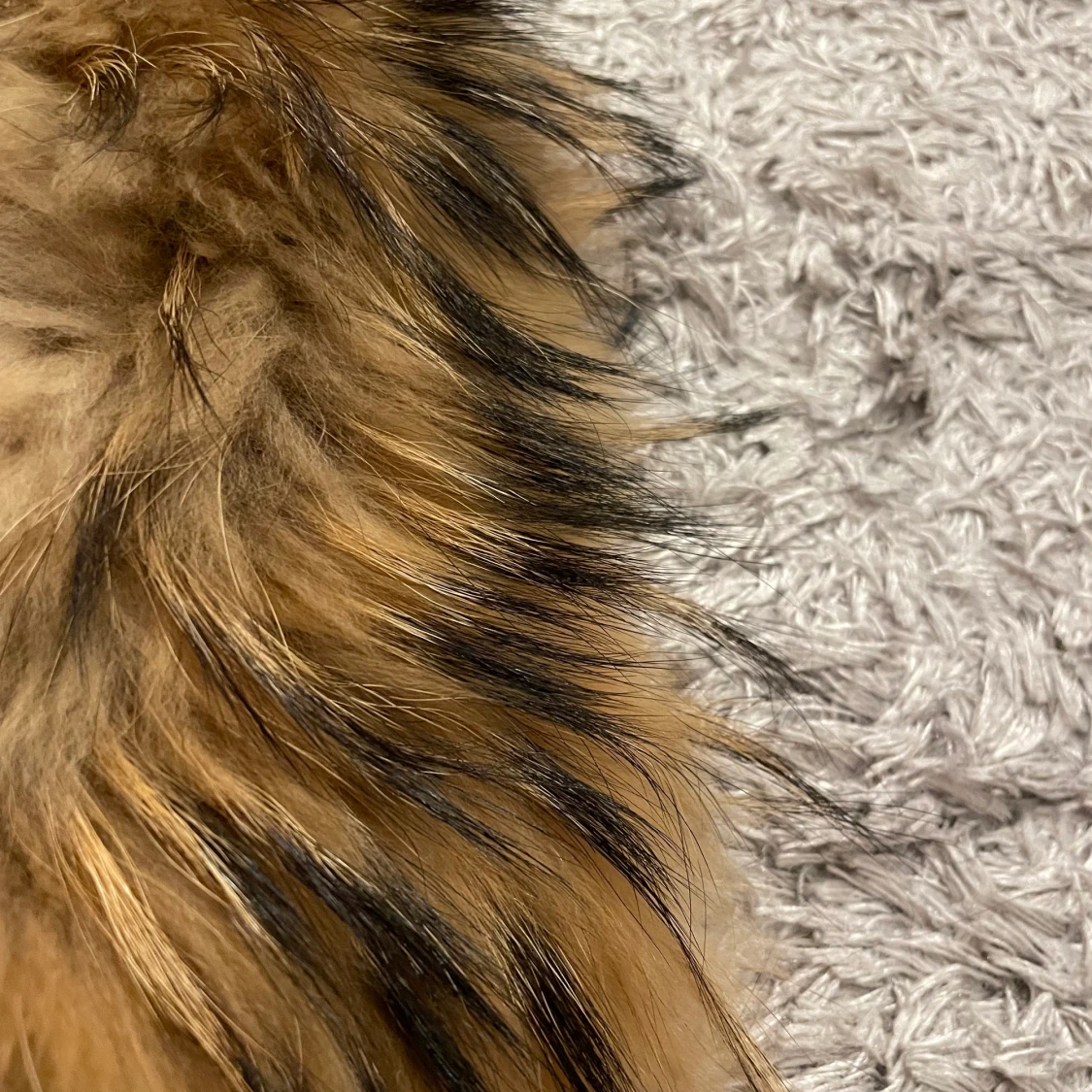 Äkta pälskrage  - 90