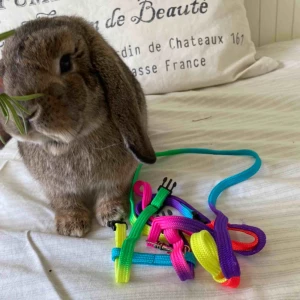  - Sele till smådjur :) Justerbar! Aldrig använd då min kanin inte gillade den😜 Kan även göras om till skärp💕 Köparen står för frakten!