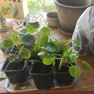  - INTRESSEKOLL! Har fina rotade sticklingar av elefantöra att sälja, om du är intresserad är det bara att skriva! 