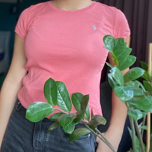 Ralph Lauren T-shirt - Rosa & nyskick, högsta bud vinner