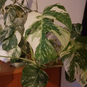 Stickling av Monstera Variegata - Jag har sticklingar från min moderplanta av Monstera Variegata, se bild.   Kontakta mig om du är intresserad att köpa så skickar jag bild på sticklingen. Olika pris per stickling men ca. 300 kronor för 3 blad och 500 kronor för toppstickling.