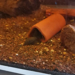 Malar - Helt vanliga mallar 30 kr st leopard färgade 