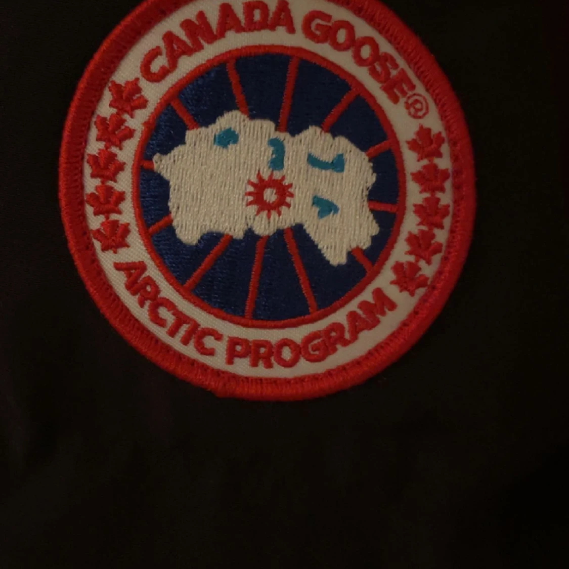 Canada goose - 90