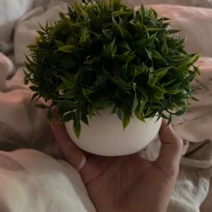 plastväxt - supersöt plastväxt!!