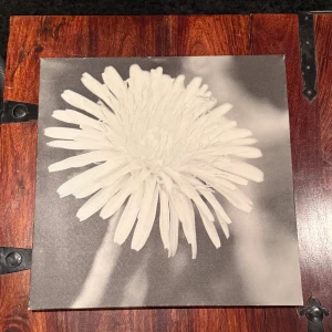 Tavla - blomma i svart vitt - Tavla på  en blomma, vilket ger ett stilrent och naturinspirerat intryck. Perfekt för dig som gillar estetik och naturmotiv. Passar dig som vill ha något unikt i bokhyllan.