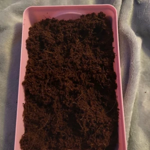 Kokosjord  - Funkar till gnagare och reptiler och kaniner 